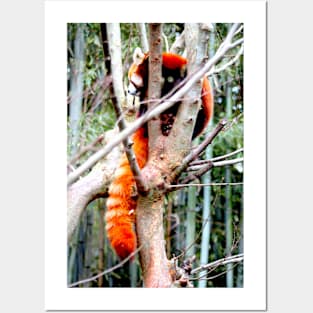 Red Panda Posters and Art